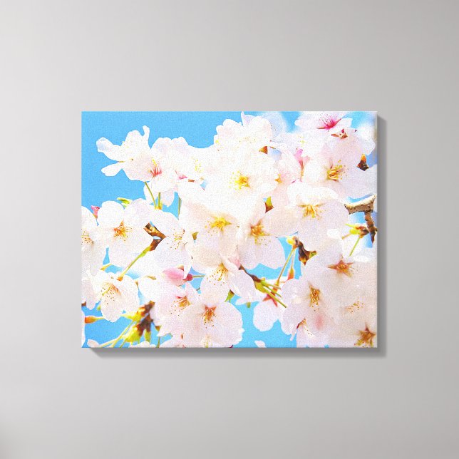 Cherry Blossoms in Spring Canvas Print (Front)