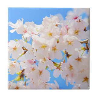 Cherry Blossoms in Spring Tile