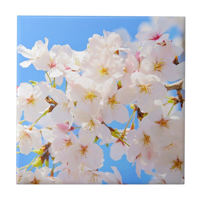 Cherry Blossoms in Spring Tile (Front)