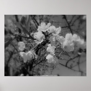cherry blossoms in the sky, black and white poster