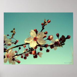 Cherry Blossoms in the Sky Poster