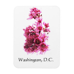 Cherry blossoms in Washington, D.C. Magnet
