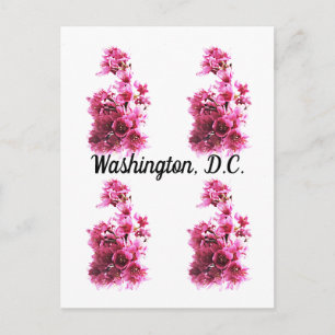 Cherry blossoms in Washington, D.C. Postcard