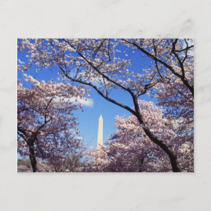 Cherry Blossoms in Washington D.C. Postcard