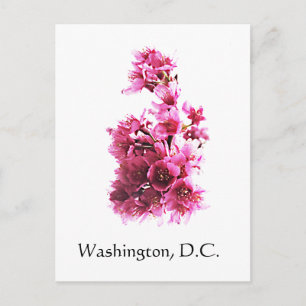 Cherry blossoms in Washington, D.C. Postcard