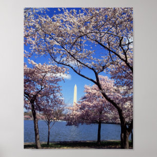 Cherry Blossoms in Washington D.C. Poster