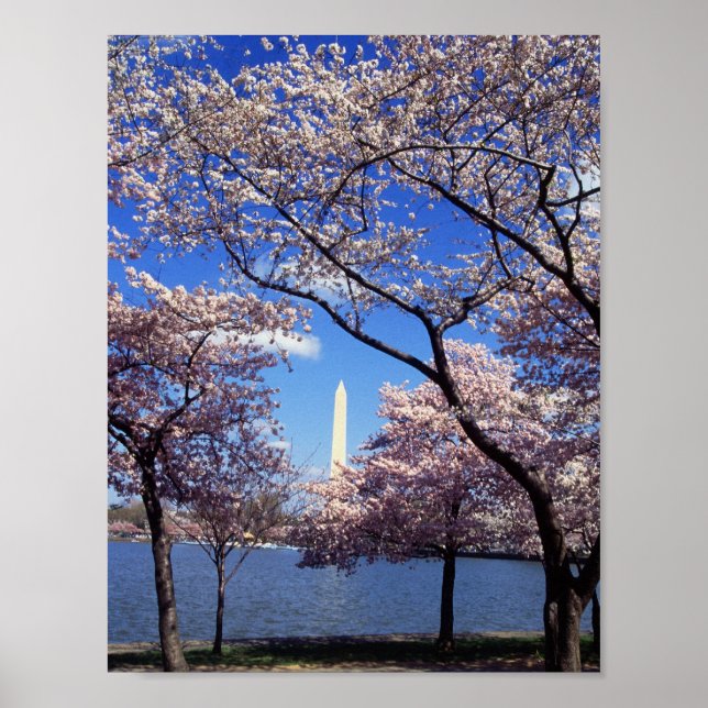 Cherry Blossoms in Washington D.C. Poster (Front)