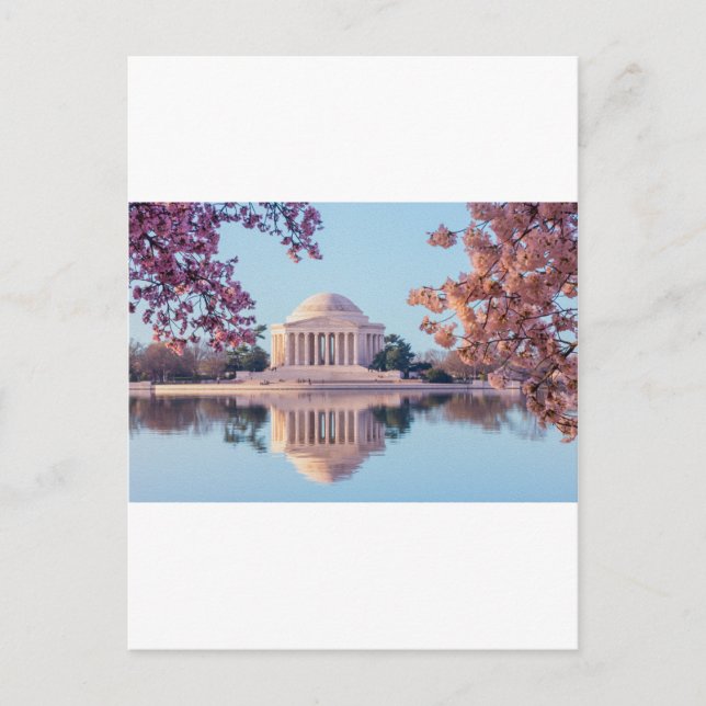 Cherry Blossoms in Washington DC Postcard (Front)