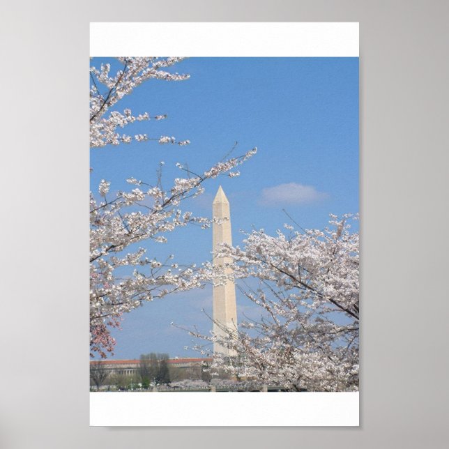 Cherry Blossoms in Washington DC Poster (Front)