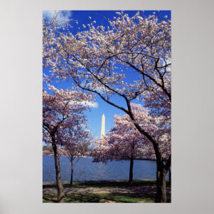 Cherry Blossoms in Washington DC poster print