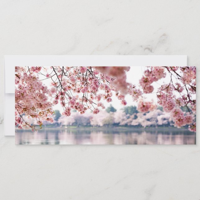 Cherry Blossoms Invitation (Front)