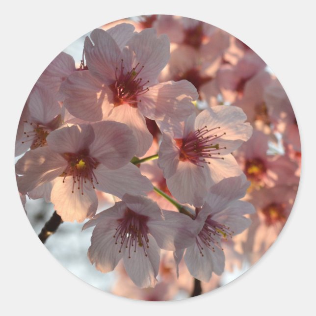 Cherry Blossoms: Japan Classic Round Sticker (Front)