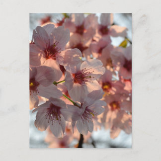 Cherry Blossoms: Japan Postcard