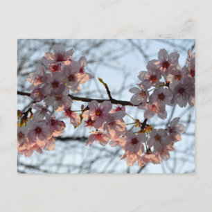 Cherry Blossoms: Japan Postcard