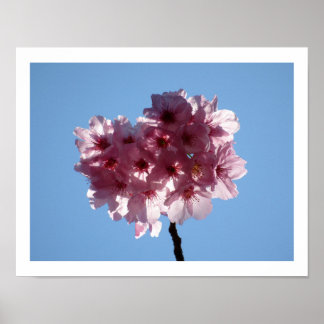 Cherry Blossoms: Japan  Poster