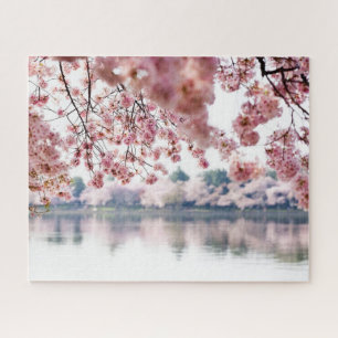 Cherry Blossoms Jigsaw Puzzle