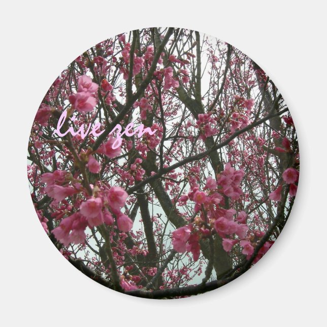 cherry blossoms live zen magnet (Front)