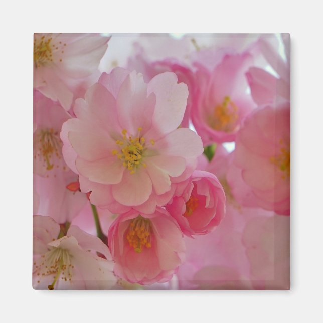 Cherry Blossoms Magnet (Front)
