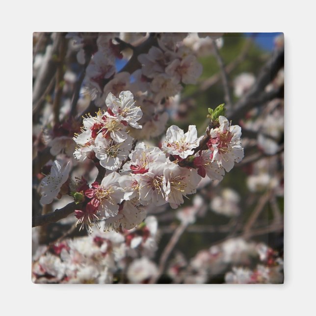Cherry Blossoms magnet (Front)