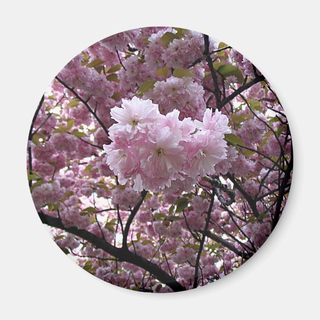 Cherry Blossoms Magnet (Front)