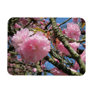 Cherry Blossoms Magnet