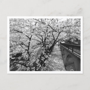 Cherry Blossoms: Meguro River, Tokyo (black/white) Postcard