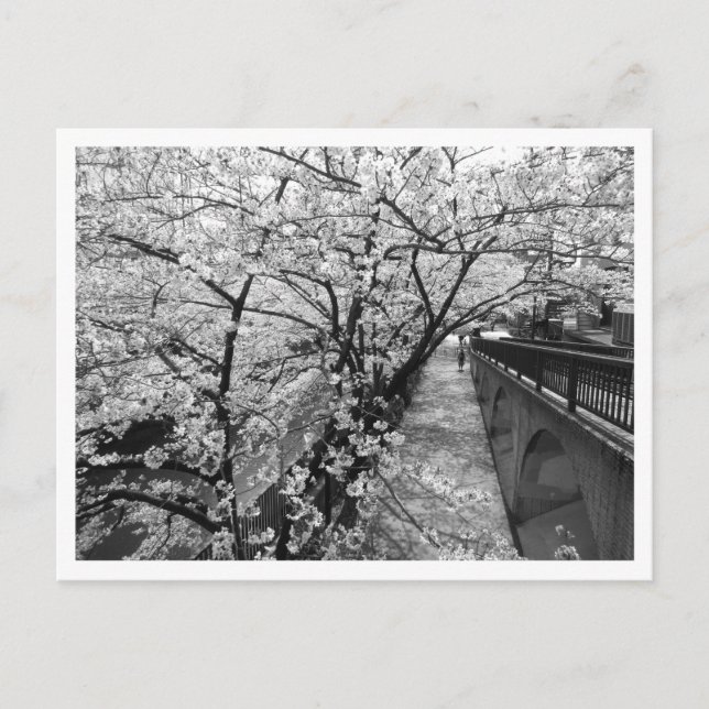 Cherry Blossoms: Meguro River, Tokyo (black/white) Postcard (Front)