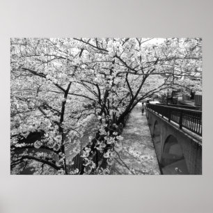 Cherry Blossoms: Meguro River, Tokyo (black/white) Poster
