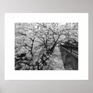 Cherry Blossoms: Meguro River, Tokyo (black/white) Poster