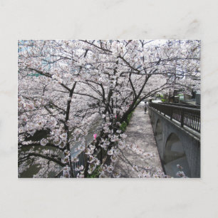 Cherry Blossoms: Meguro River, Tokyo Postcard