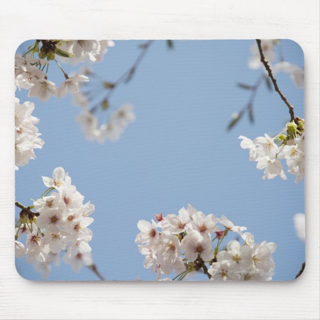 Cherry blossoms mouse mat (Front)