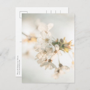 Cherry Blossoms Nature Photo Postcard