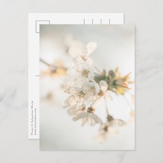 Cherry Blossoms Nature Photo Postcard (Front/Back)