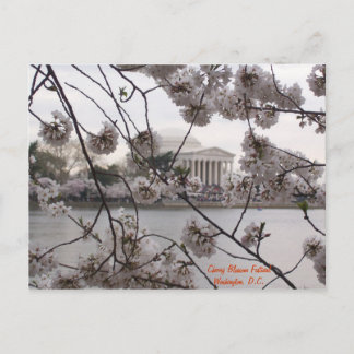 Cherry Blossoms on the Tidal Basin Postcard