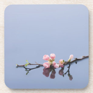 Cherry blossoms on water coaster