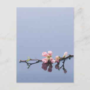 Cherry blossoms on water postcard