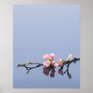 Cherry blossoms on water poster