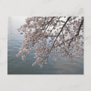 cherry blossoms over tidal basin postcard