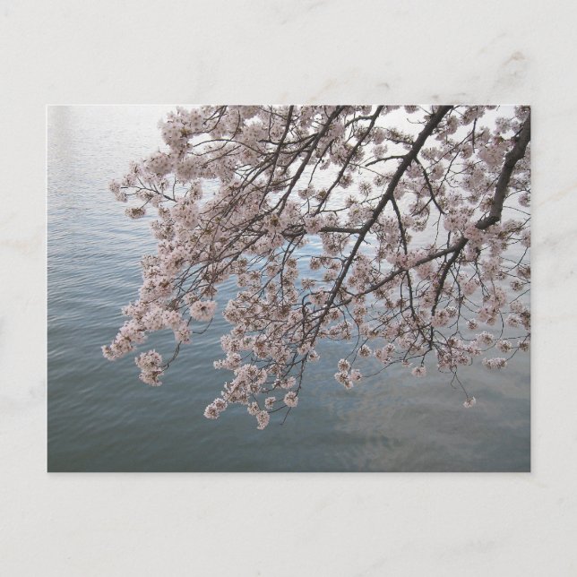 cherry blossoms over tidal basin postcard (Front)