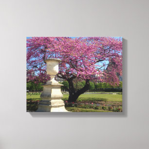 Cherry Blossoms Paris France Canvas Print