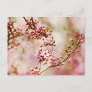 Cherry Blossoms Photo Postcard