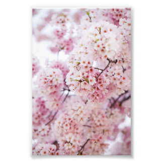 Cherry Blossoms Photo Print