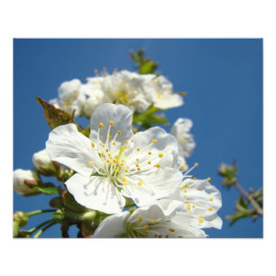 Cherry Blossoms Photography prints Spring Flowers