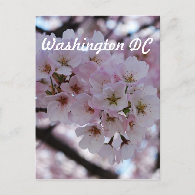Cherry Blossoms Postcard (Front)