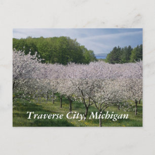 "Cherry Blossoms" Postcard