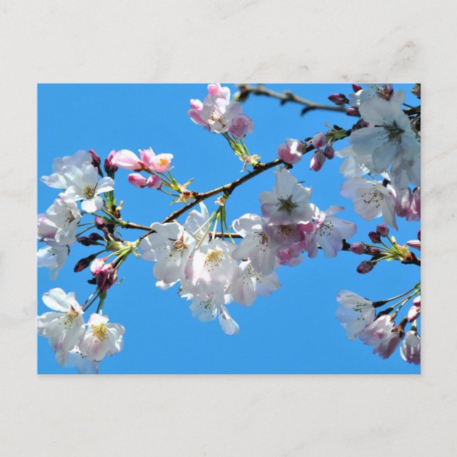 Cherry Blossoms Postcard (Front)