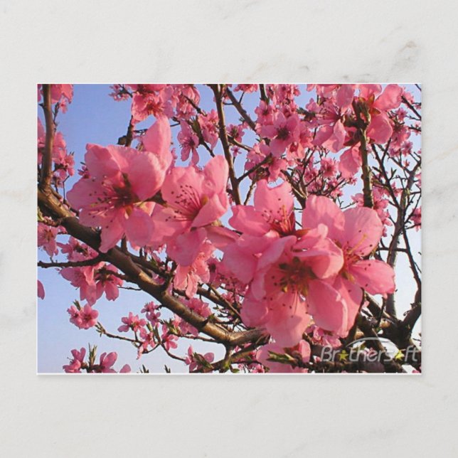 Cherry Blossoms Postcard (Front)