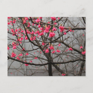 Cherry Blossoms Postcard