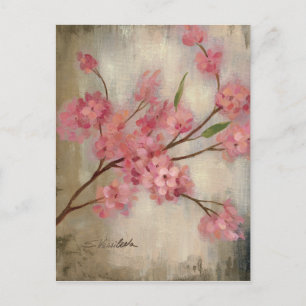 Cherry Blossoms Postcard