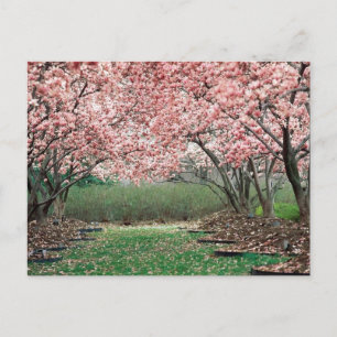 Cherry Blossoms Postcard